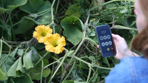 squash flowers and bees and phone showing WiBee survey screen