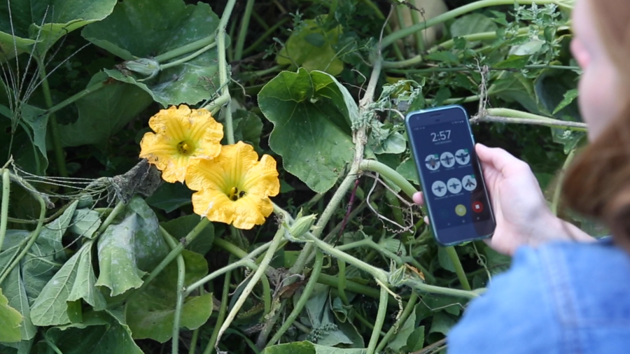 squash flowers and bees and phone showing WiBee survey screen