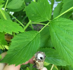 bee nest tunnel in old pithy raspberry stem