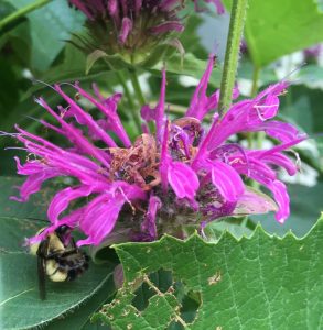 bumble bee on Monarda