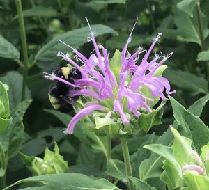 bumble bee on Monarda