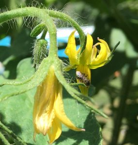 small dark bee on tomato flower