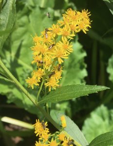 lots of small dark bees on solidago