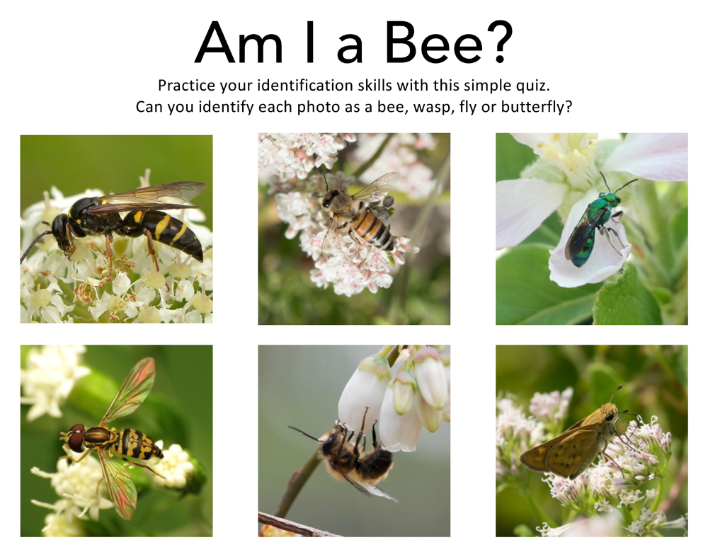 series of 6 images of insects on flowers, some of which are bees