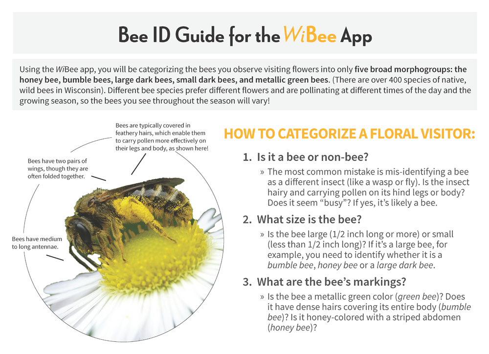 screenshot of the bee ID guide pdf